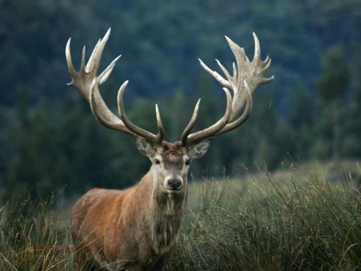 Do Deer Eat Pansies, Dahlias, Coleus, & Black Eyed Susans?