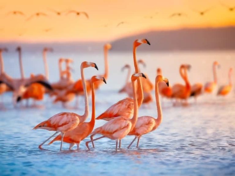 Can You Eat Flamingo? (All You Need to Know)