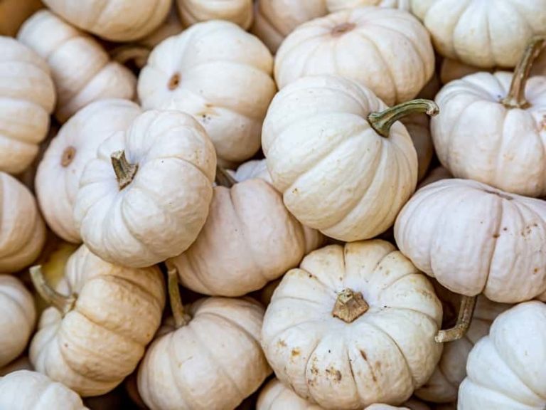 Can You Eat White Pumpkins? (Quick Facts)