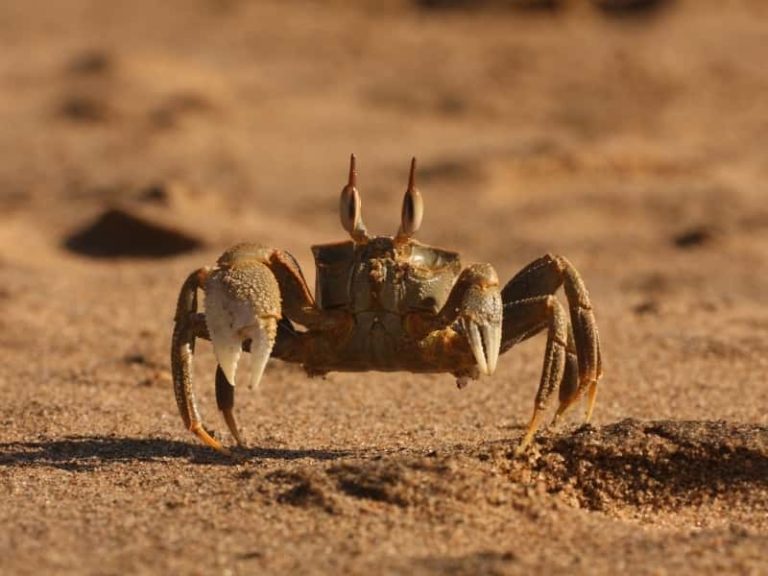 Can You Eat Ghost Crabs? (All You Need to Know)