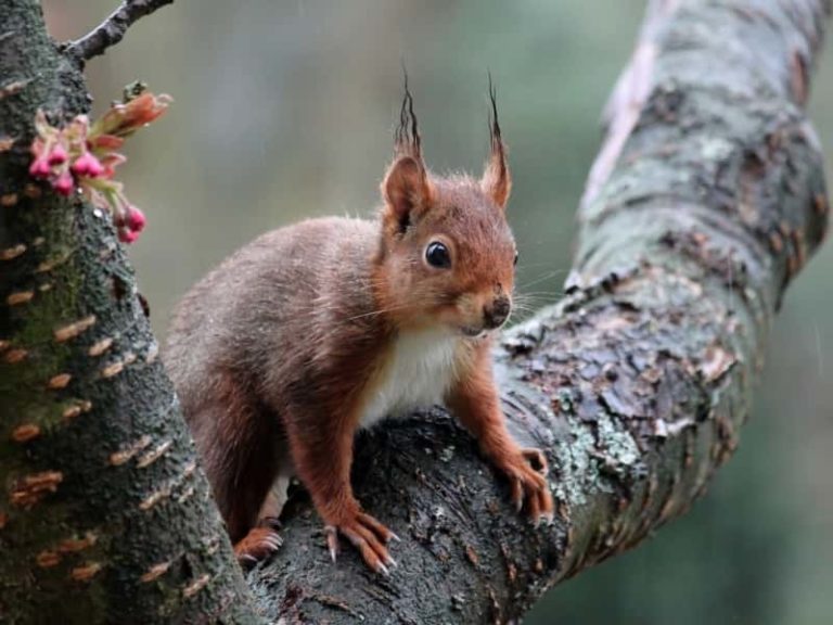 Can Squirrels Climb Pvc Pipes? (Read This First!)
