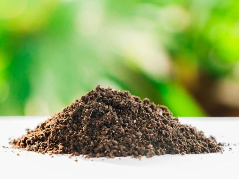 Can You Fertilize and Overseed at the Same Time? (Answered)