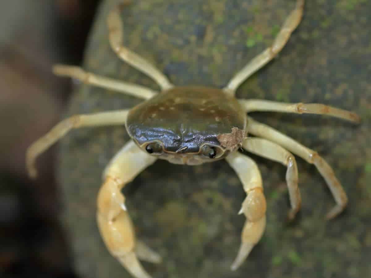 Can Blue Crabs Live In Freshwater Quick Answers 