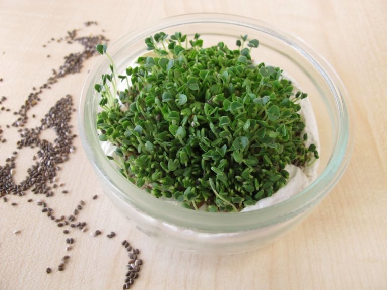 Can You Eat Chia Pet Sprouts? (Read This First!)