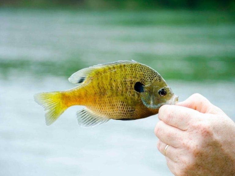 How Fast Does Bluegill Grow? (All You Need to Know)