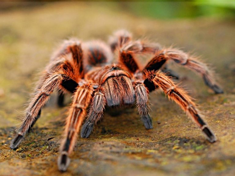 Does Salt Get Rid of Spiders? (Quick Answers)