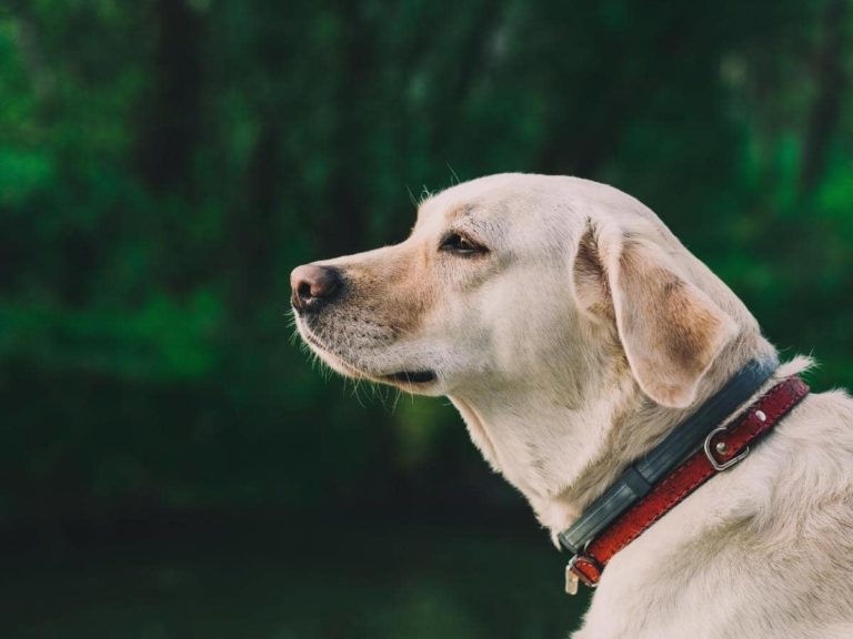 Can the Seresto Collar Be Taken on and Off? (Quick Answers)
