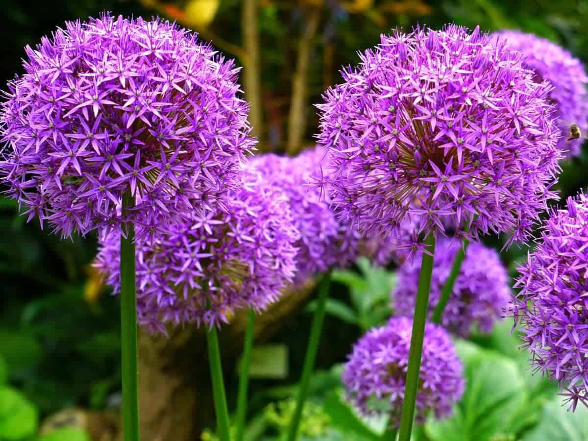 Do Alliums Multiply? (All You Need to Know)