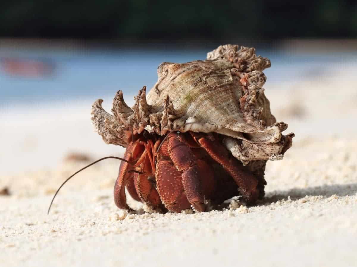 How Many Hermit Crabs Per Gallon? (Quick Answers)