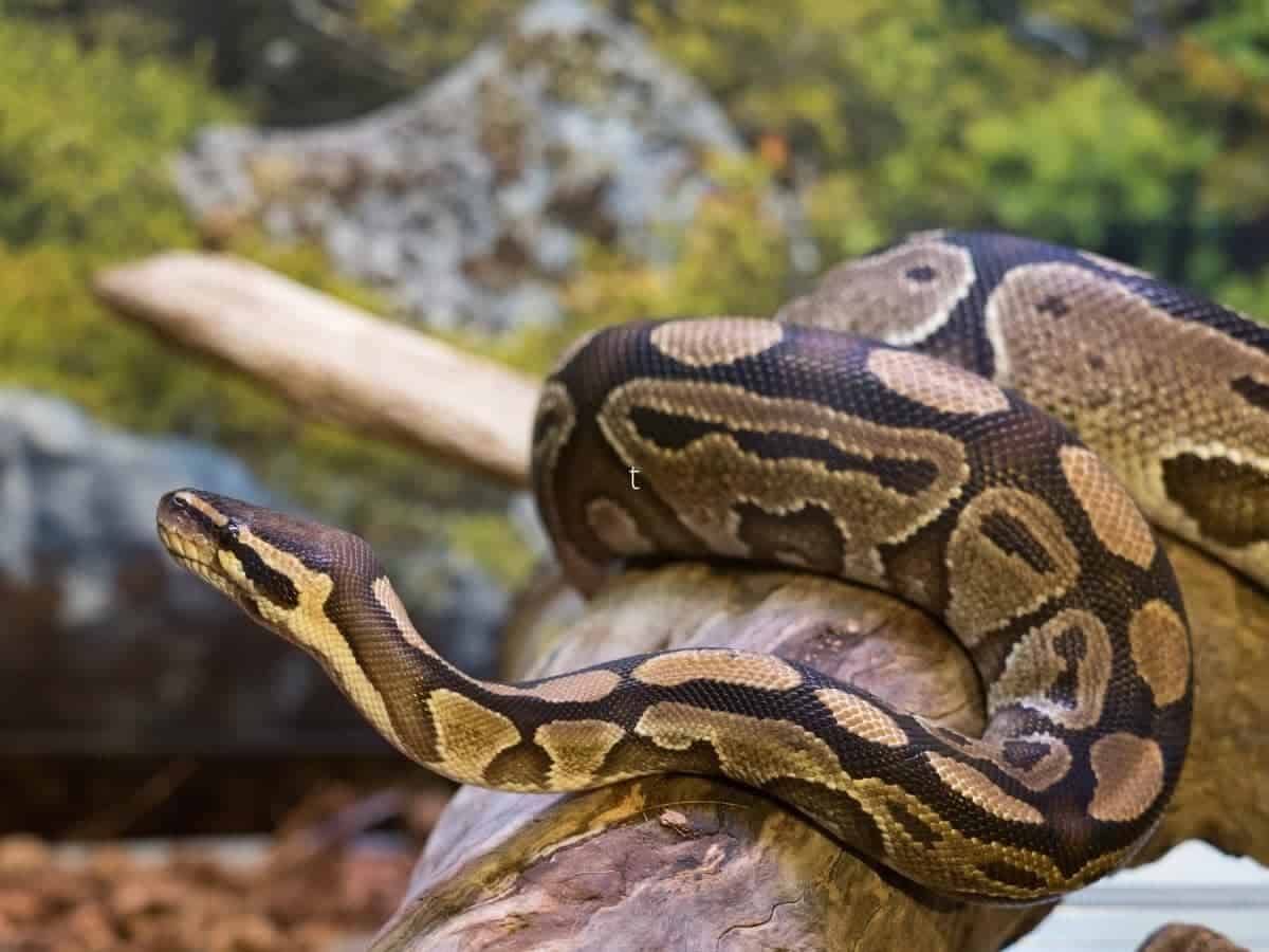 Do Ball Pythons Hibernate? (All You Need to Know)