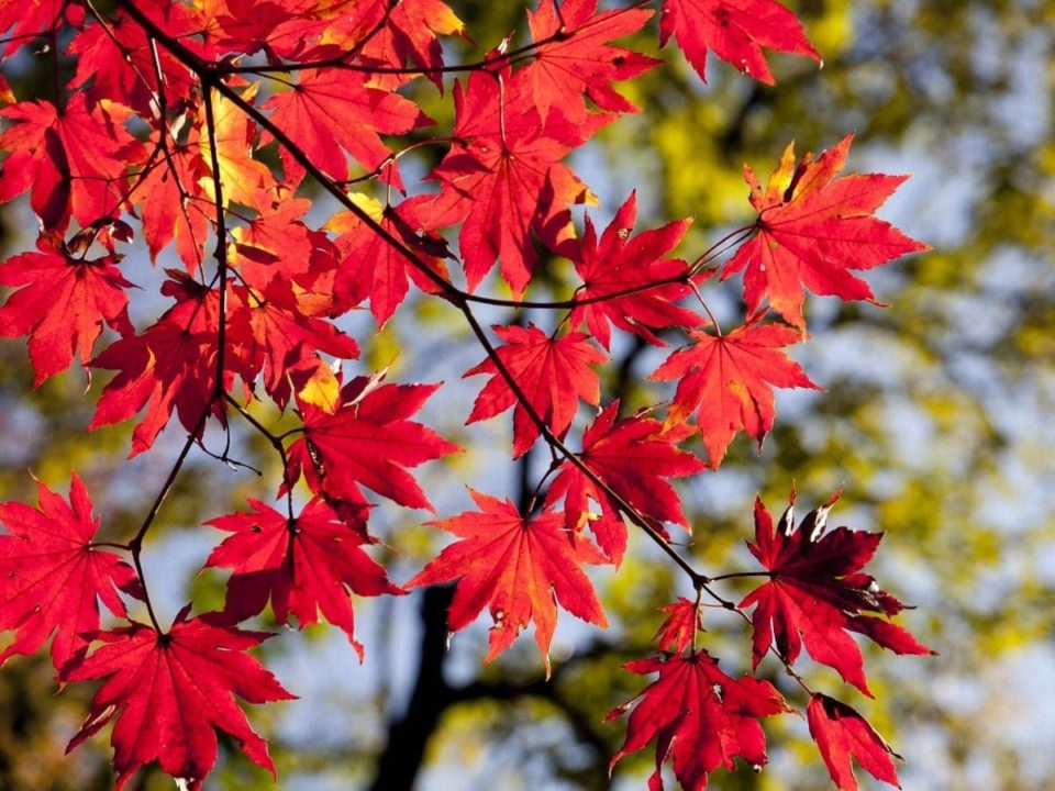 Can You Eat Maple Leaves All You Need To Know can-you-eat-maple-leaves-all-you-need-to-know