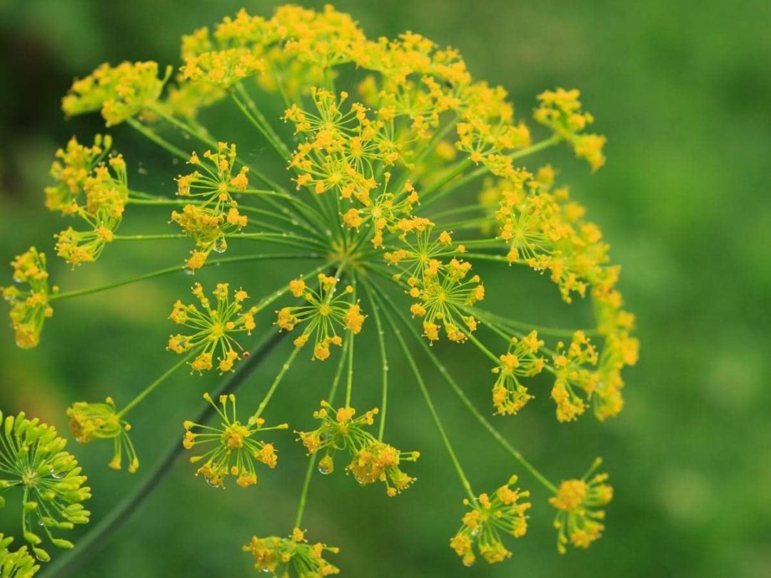 Can You Eat Dill Flowers? (Read This First!)