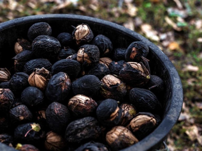 How Much Is a Black Walnut Tree Worth? (Answered)