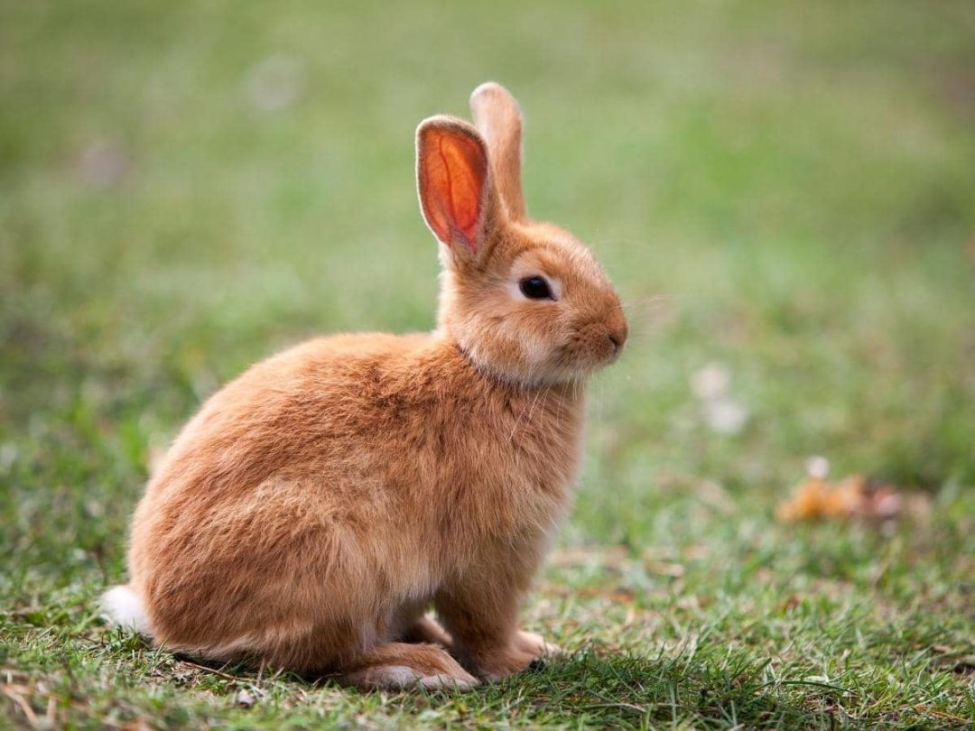 Can Rabbits Eat Pickles? (All You Need to Know)