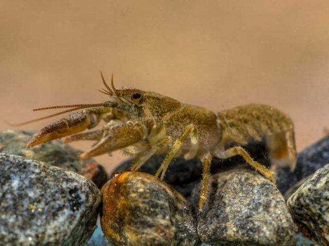 Can Crayfish Eat Snails? (All You Need to Know)