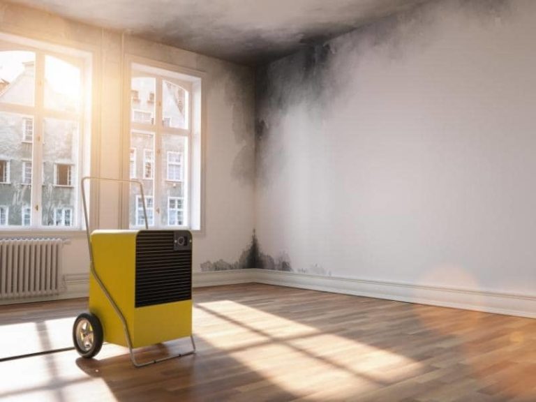 Does Mold or Mildew Smell Sweet? (Quick Answers)