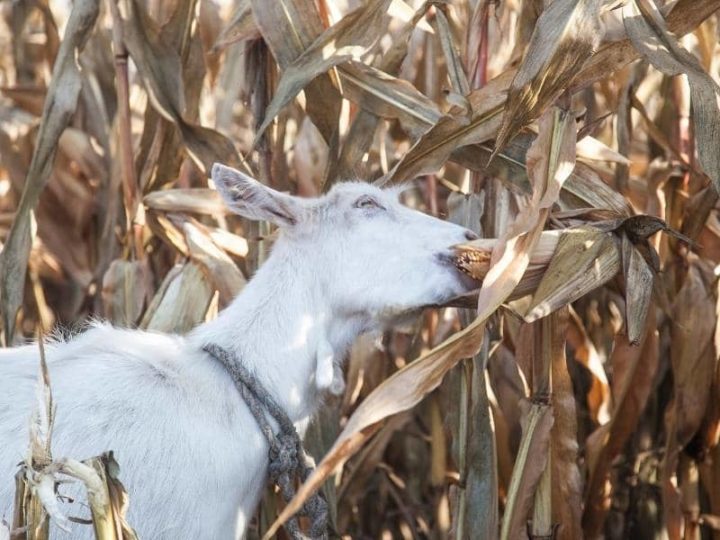 Can Birds Eat Corn on the Cob? (Read This First!)